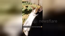 Newsflare Edit - Cute Kitten Falling Asleep
