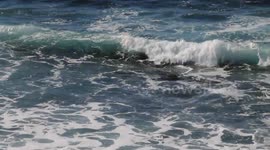 Sea Lions Playing in the Surf