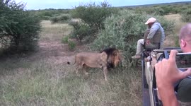 Incredibly brave 'tracker' lets large lion walk right up to him