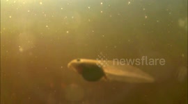 Inquisitive tadpoles