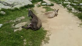 Donkeys rolling about