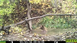 bear and magpies at the pool 10Oct2016