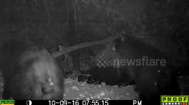 bear pair night 9Oct2016a