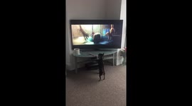 Chihuahua is fascinated by new John Lewis Christmas advert
