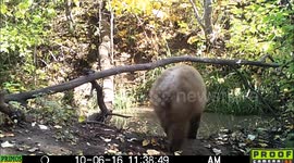 Wild and Crazy bear 6Oct2016