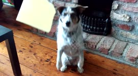 Dog begs for some cheese