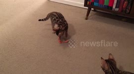 Baby Bengals Wrestling