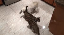 Dog Greets Bengal Twins