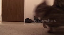 Bengal Kittens Practice Jiu Jitsu
