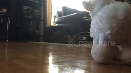 Bengal Cat Hunts Sheep