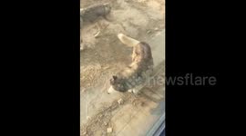 Husky found living with wolves at zoo in China