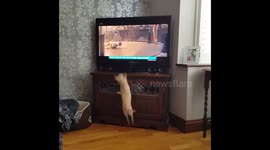 Dog joins in with John Lewis Christmas advert