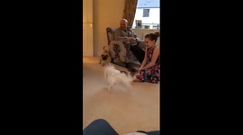 Oscar the Pug and Archie the Papillon playing chase.