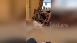 Newsflare Edit - Oscar the Pug and Archie the Papillon playing chase.