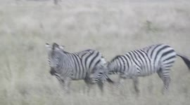 Zebra Shenanigans During Migration