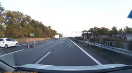 Ostrich spotted on motorway