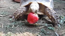 Cute pet tortoise struggles to eat strawberry