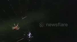 Spider Spins A Web