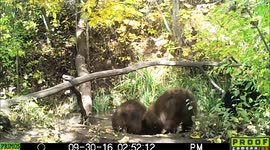 three bears and Fall 30Sept2016