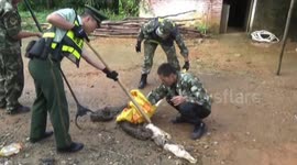 Police catch giant python after it ate villager's ducks