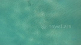 Man goes to film a Sting Ray and finds two more while filming the one he intended to film!!