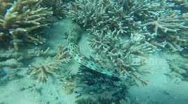 Shy baby wobbegong shark spotted by diver