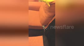 Newsflare Edit - Holiday makers find mouse in rented villa