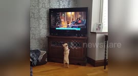 Newsflare Edit - John Lewis Dogs jumping