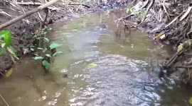 Otter catching and eating fresh water shrimp