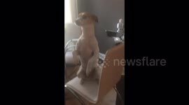 Dog actually takes part in mannequin challenge