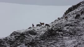 Red deer stags rutting & foraging on rocky slopes in Cairngorms Scotland after snowfall 10 November 2016