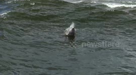 Dolphins playing in the waves