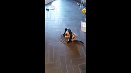 Kitten Doesn't Like New Collar