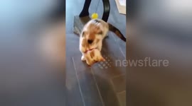 Kitten gets confused by new collar