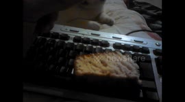 cat eating cake like mice