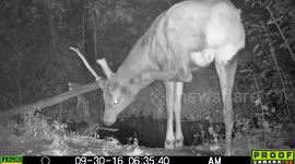 American Elk 30Sept2016a