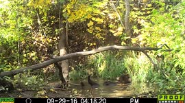 Bear takes a bath in a pond