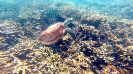 Swimming with a Turtle while Snorkeling!