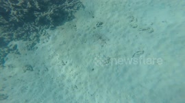Man snorkeling and finds interesting type of FISH WITH WINGS!