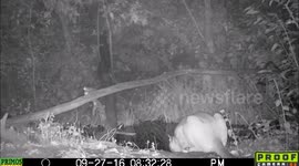 cougar 27Sept2016