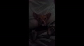 Woman sings dog to sleep