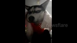 “Husky dance” in university dormitory