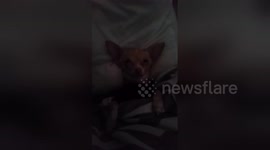 Newsflare Edit - Singing my dog to sleep