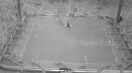 Woodland Creatures Bouncing On A Garden Trampoline