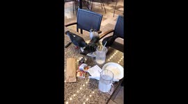Pegions attacking food