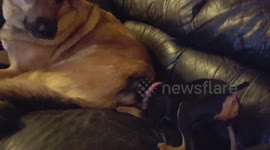 German Shepherd VS Min-Pin