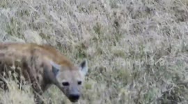 Lion Vs Hyena