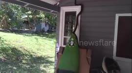 Large python 'confronts' woman as she leaves house