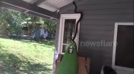 Newsflare Edit - Large python 'confronts' woman as she leaves house