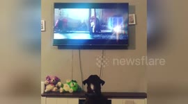 Newsflare Edit - @thismorning #Bustertheboxer Here's my Boxer Buddy enjoying the John Lewis advert ???? https://t.co/j8wR3R4qSD